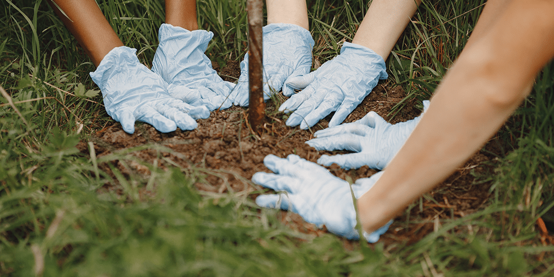 hands-plant-young-green-sprout-tree-three-volunteers